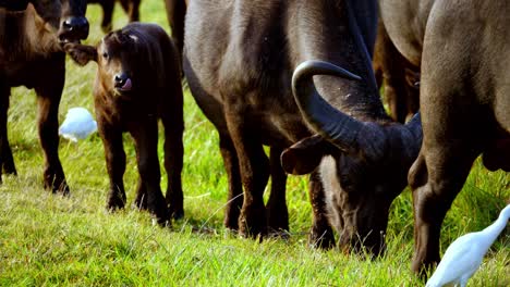 A-number-of-Buffalo-eats-in-the-grass-by-the-side-of-white-birds