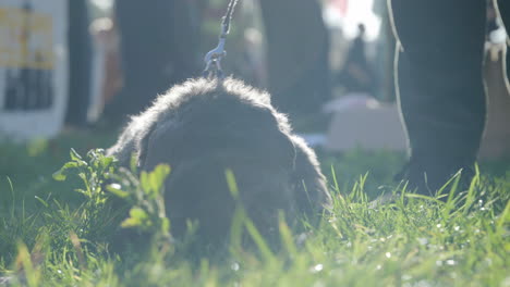 Adorable-back-lit-black-dog-laying-in-grass-chewing-wooden-stick-happy-and-content-with-lens-flare