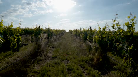 Moving-through-the-rows-of-a-vineyard