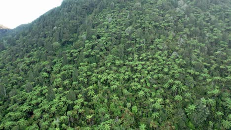 Aerial-flying-slowly-towards-native-ferns-and-bush-in-Blue-Lake-Rotorua-New-Zealand