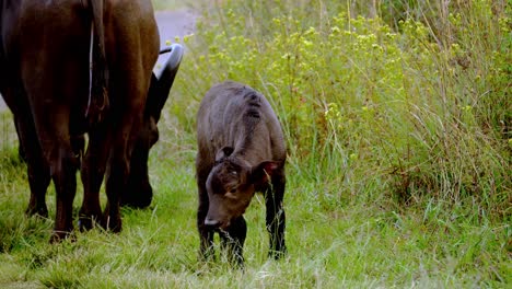 Nahaufnahme-Des-Afrikanischen-Büffelkalbs-Mit-Seiner-Mutter
