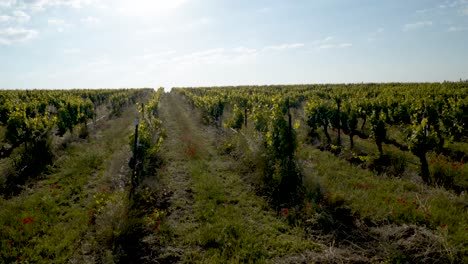 Weinberglandschaft-Mit-Reihen-Gesund-Wachsender-Traubenpflanzen-Unter-Morgenblauem-Himmel