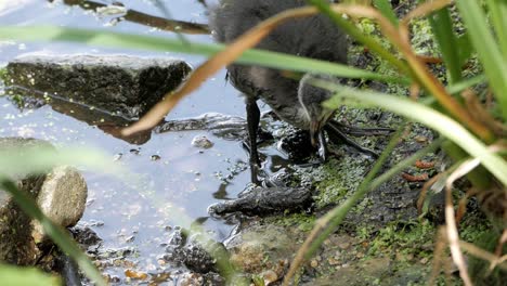 Coot-chick-with-gray-down-walking-on-edge-of-pond-picking-ground-looking-for-food