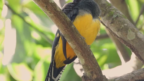 White-tailed-trogon-bird-perched-in-Gamboa,-Panama-woodland-tree-branches,-Close-up
