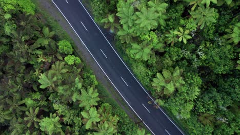 Aerial-top-down-of-ferns-and-road-slowly-ascending-in-Rotorua-New-Zealand