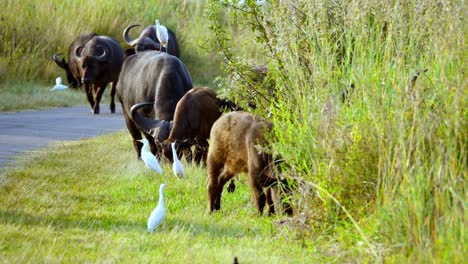 Nahaufnahme-Einer-Büffelfamilie,-Die-An-Sonnigen-Tagen-Im-Freien-In-Der-Wildnis-Afrikas-Isst-Und-Weidet