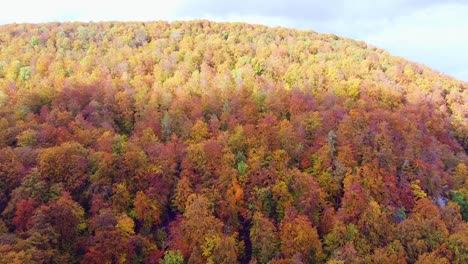 Aerial-view-of-colorful-fall-foliage-of-the-black-forest-in-autumn-in-Germany