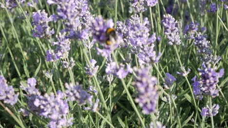 Closeup-bumblebee-flying-between-lavander-flowers-collecting-pollen