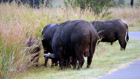 Varios-Búfalos-Comen-En-La-Hierba-Al-Lado-De-La-Carretera