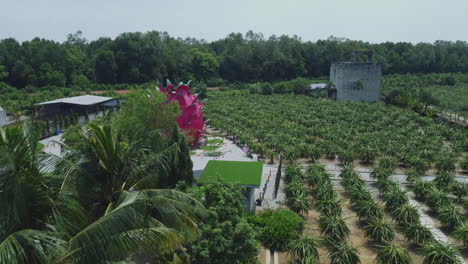 Aerial-drone-View-of-a-dragon-fruit-orchard-in-Bagan-Lalang,-Malaysia
