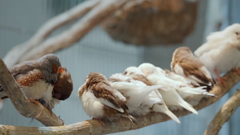 Eine-Gruppe-Von-Finkenvögeln,-Die-Auf-Einer-Holzstange-Sitzen-Und-Sich-Putzen