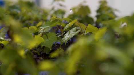 Watering-Of-Young-Grape-Vine-Plant-In-A-Farm-Garden
