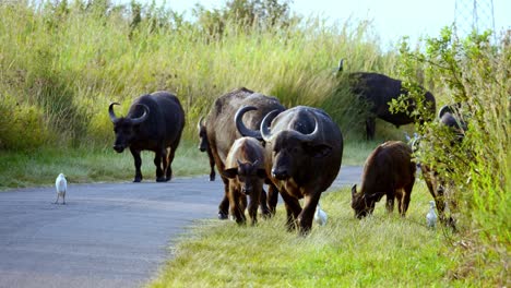 Buffalos-eat-in-the-grass-accompanied-by-white-egrets-by-the-side-of-the-street