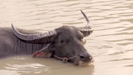 Water-buffalo-bathing-in-muddy-waters