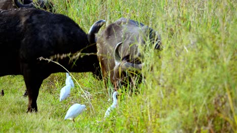 Buffalo-eat-in-the-grass-accompanied-by-white-egrets