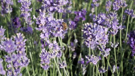 Close-up-honey-bee-flying-around-lavander-flowers-under-early-evening-sunlight