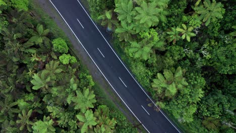Aerial-top-down-of-ferns-and-road-slowly-descending-toward-the-ground-in-Rotorua-New-Zealand