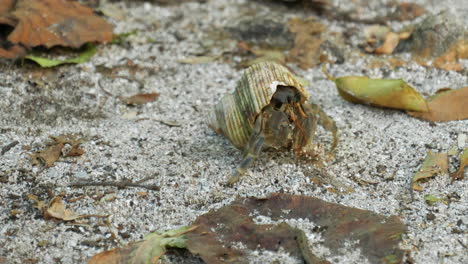 A-hermit-crab-on-a-sandy-beach-in-a-scavenged-seashell---isolated-close-up