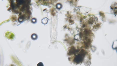 Diferentes-Especies-De-Agua-Dulce-De-Protozoos-Organismos-Unicelulares-Como-Estentores,-Ciliados-Y-Movimiento-De-Algas-Bajo-El-Microscopio-Vista-Archivada-Brillante