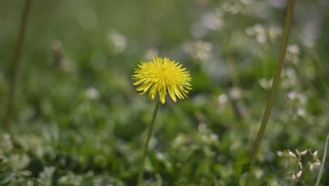 Closeup-Of-Yellow-Dandelion-Flower-In-Bloom-At-The-Garden