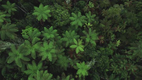 Aerial-drone-top-down-footage-flying-over-ferns-in-Rotorua-New-Zealand