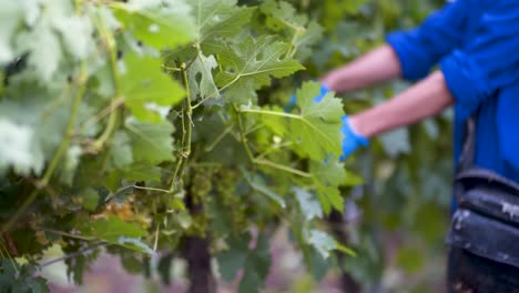 The-fast-hands-of-a-worker-pruning-the-vines-with-scissors-in-order-to-let-them-grow-better