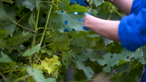 The-hands-of-an-expert-worker-pruning-the-vines-with-scissors-in-order-to-let-them-grow-better