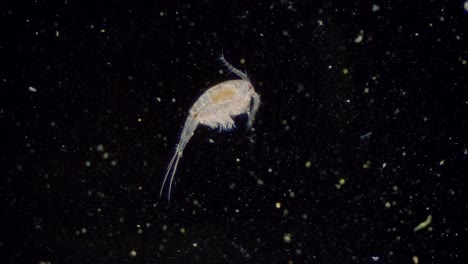 Plankton-Ruderfußkrebs-Süßwasserzyklop-Transparent-Sichtbar-Innere-Organe-Dunkelfeldansicht-Unter-Dem-Mikroskop