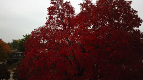 Jib-Shot-Over-Yellow-Tree-In-Distant-Beautiful-Town-In-Autumn,-Season,-Tulsa,-Oklahoma
