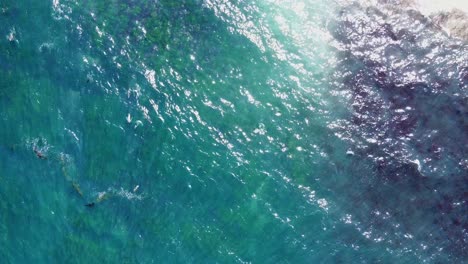 Luftaufnahme-Von-Seelöwen,-Die-Im-Blauen-Und-Grünen-Ozeanwasser-Bei-La-Jolla,-San-Diego,-Kalifornien-Schwimmen