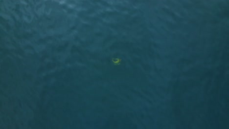 Slow-descend-onto-kelp-in-the-ocean