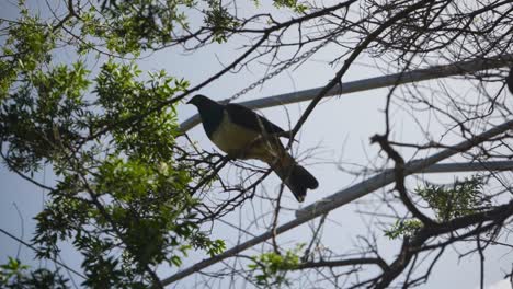 Kereru-Or-New-Zealand-Pigeon-Perching-On-Tree-Branch-Against-Sunny-Sky