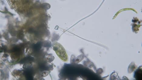 Different-freshwater-species-of-protozoa-single-cell-organisms-as-stentors,-ciliates-and-algae-movement-under-microscope-bright-filed-view