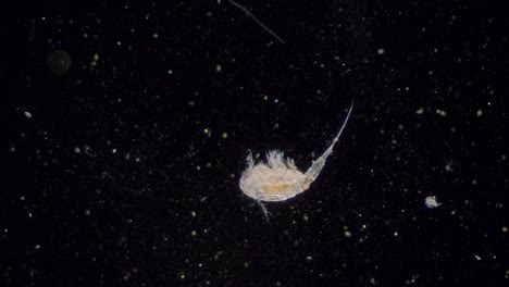 Plankton-Ruderfußkrebs-Süßwasserzyklop-Transparent-Sichtbar-Innere-Organe-Dunkelfeldansicht-Unter-Dem-Mikroskop