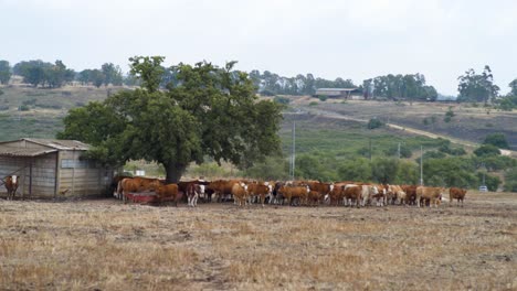 Herd-Of-Domestic-Cattle-In-The-Countryside-Farm