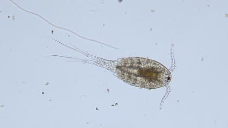 Plankton-Ruderfußkrebs-Süßwasser-Zyklop-Transparent-Sichtbar-Innere-Organe-Hellfeld-Ansicht-Unter-Dem-Mikroskop