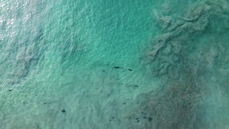 Drohnenansicht-Des-Kristallklaren-Wassers-Und-Der-Sandverteilung-An-Den-Ufern-Von-La-Jolla
