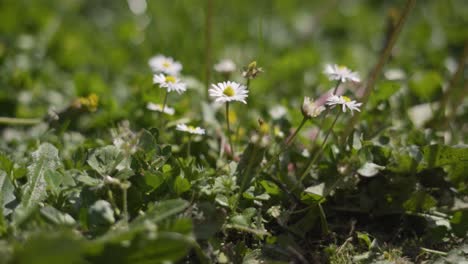 White-Daisy-Wild-Flowers-On-Field-In-Shallow-Depth-Of-Field