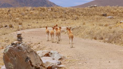 A-heard-of-Guanaco-walking-through-the-Andes-region-of-South-America