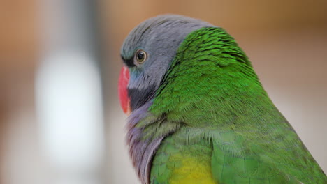 Lord-Derby's-Parakeet----Head-close-up
