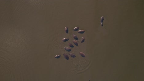 Group-of-hippos-in-a-pond---static-top-down-view---Safari-Ramat-Gan-israel-#002