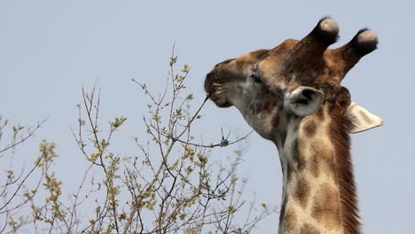 Giraffe-eats-the-leaves-from-the-tops-of-a-tree