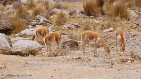 heard-of-Guanaco-on-the-Peruvian-andes-mountains-at-high-altitude-eating-grass