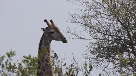 Giraffe-looks-over-the-tops-of-the-trees-in-Afrika