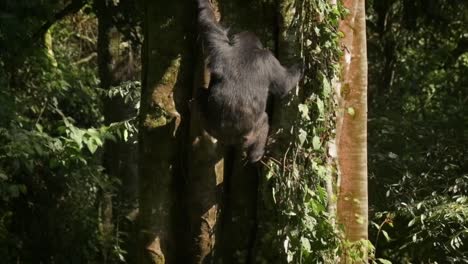 Slowmotion-shot-of-a-chimpanzee-climbing-down-a-tree-in-Rwanda