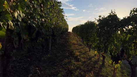 Smooth-movement-into-a-vineyard-at-sunset-in-Italy