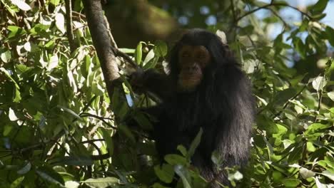Slowmotion-shot-of-a-chimpanzee-sitting-in-the-tree-relaxing-in-Rwanda