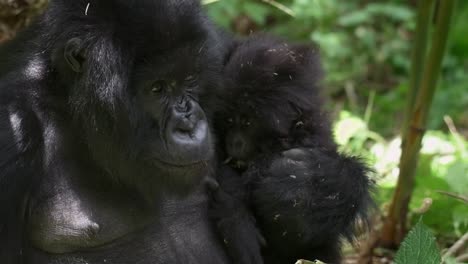 Toma-En-Cámara-Lenta-De-Una-Madre-Gorila-Sosteniendo-A-Su-Bebé-En-Ruanda