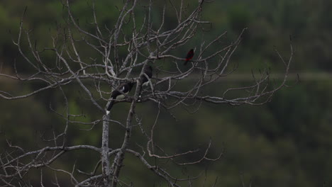 One-red-bird-and-two-black-and-white-birds-flying-around-a-tree,-Colombia