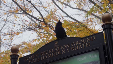 Crow-sits-above-a-sign-for-Roath-park,-Cardiff-on-a-foggy-autumn-morning